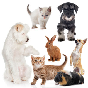 GogiPet Kleintierschermaschine für Haustiere
