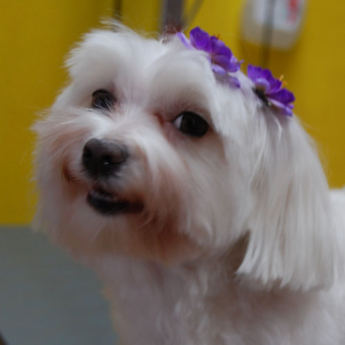 Fabric flowers - flower hair accessories by Blinx pets