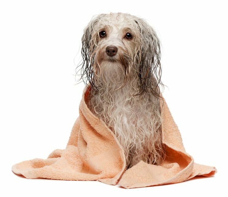 Bubbles & Nature Hundeshampoo und Haar Balsam komplett "all in 1"