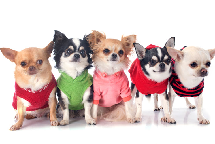 Lässige Hundebekleidung für Hunde von heute