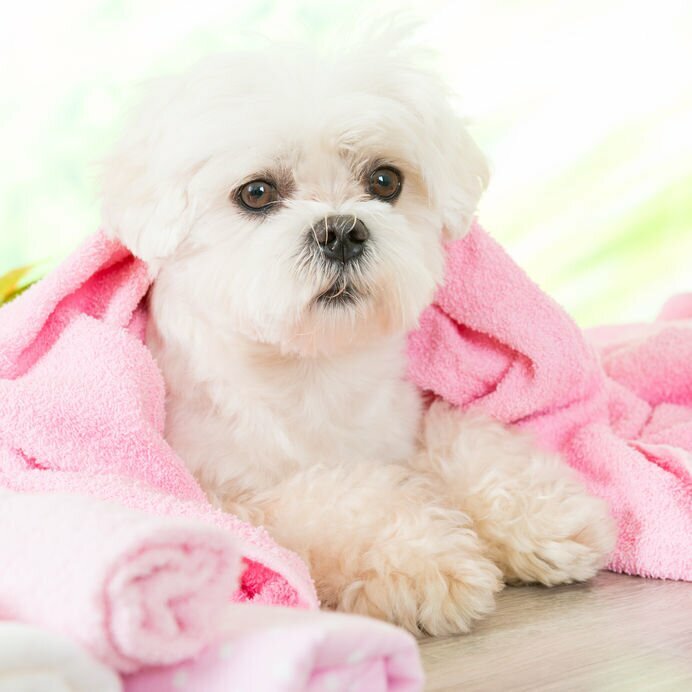 Hundeshampoo für weiße Hunde