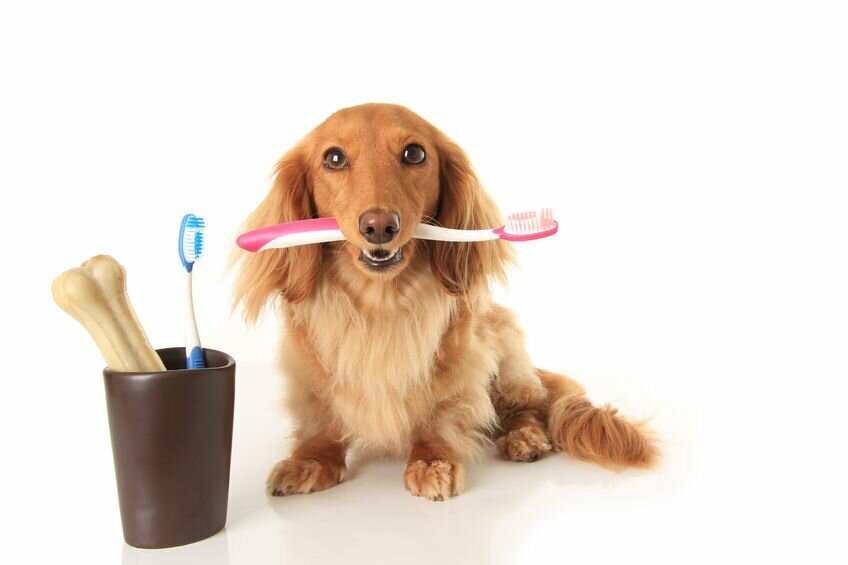 Zahnpflege für Hunde einfach und effizient