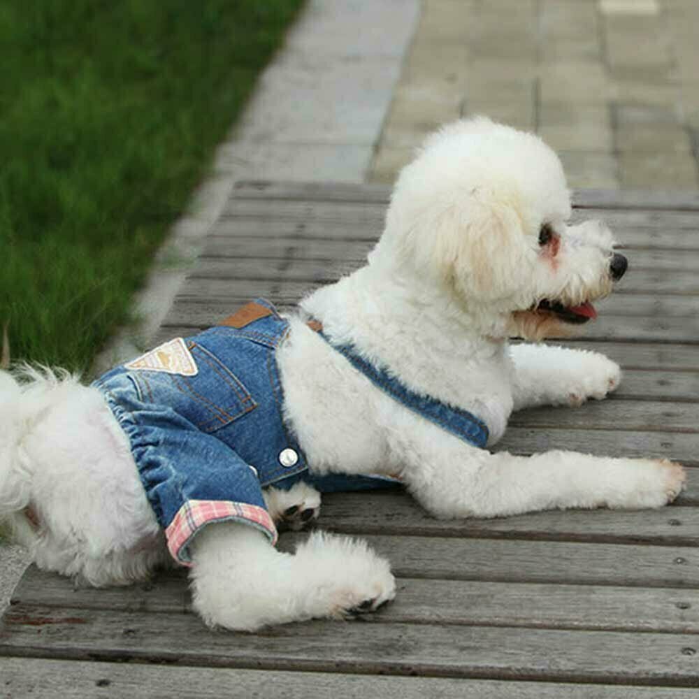 Jeanshosen für Hunde blau