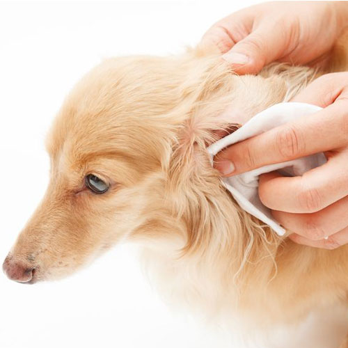 Ohrenreiniger für Hunde und Katzen