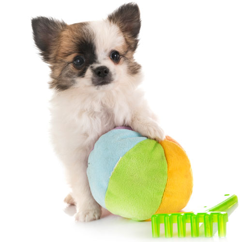 Hundespielzeug für Welpen und kleine Hunde